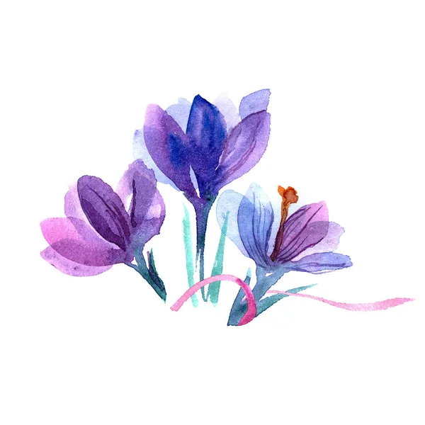 Watercolor hand painted crocuses bouquet