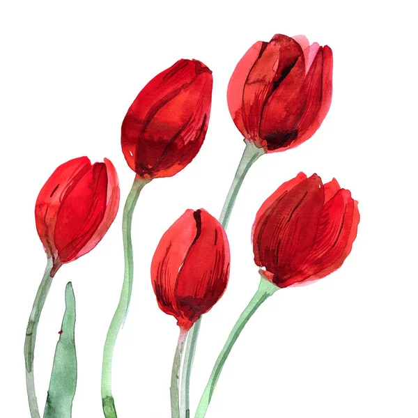 Acuarela dibujada a mano tulipanes rojos — Foto de Stock