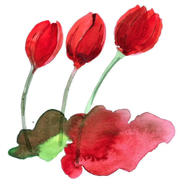 Acuarela dibujada a mano tulipanes rojos — Foto de Stock