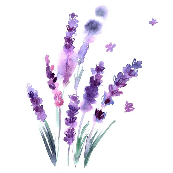 Suluboya el lavanta çiçekleri boyalı — Stok fotoğraf