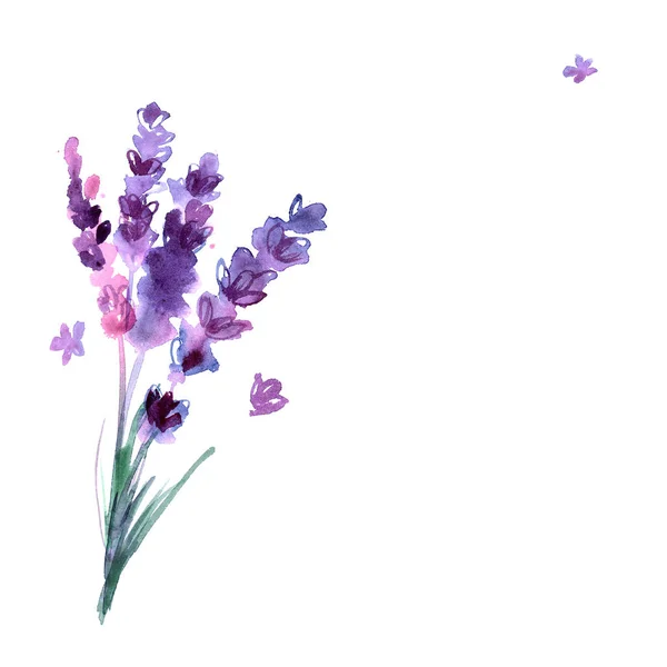 라벤더 꽃을 그린 수채화 손 — 스톡 사진
