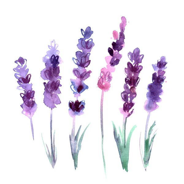 Aquarela pintado à mão flores de lavanda — Fotografia de Stock