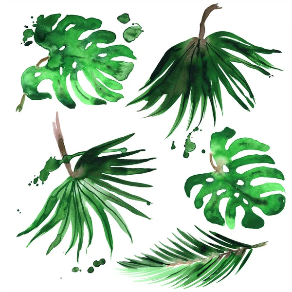 Aquarela pintada à mão folhas de palma tropicais isoladas em branco — Fotografia de Stock