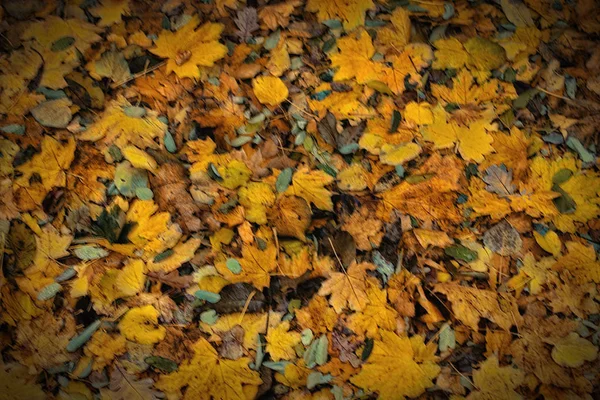 Burada ve sonbahar geldi