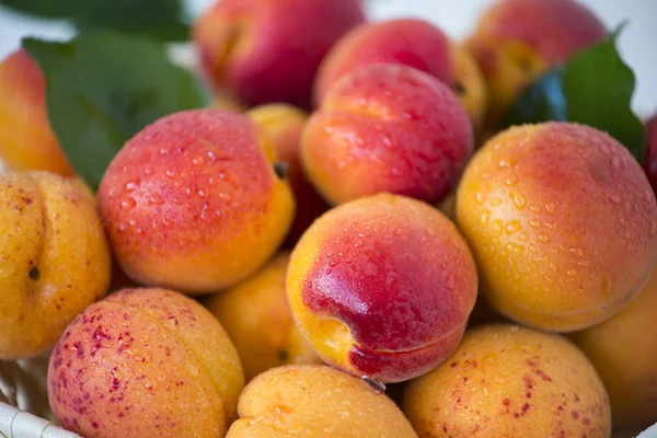 yağmur sonra kayısı