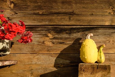 Kabaklar ve ahşap arka plan üzerinde kırmızı Sardunya çiçekleri. 