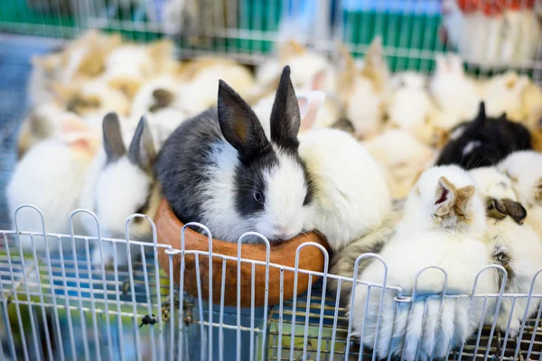 Group of baby adorable rabbits