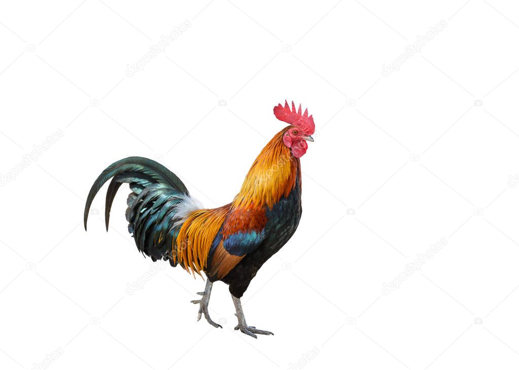 A beautiful rooster 