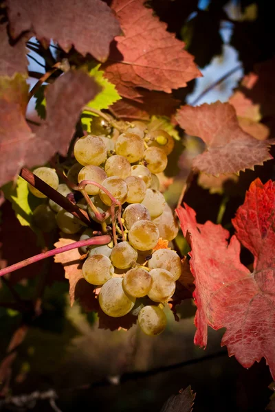 红色与白色酿酒葡萄叶子上收获时间在秋天葡萄园 — 图库照片