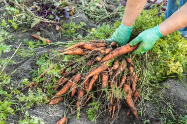 Havuç ve eller eldiven, seçici odak çiftçinin yığını.