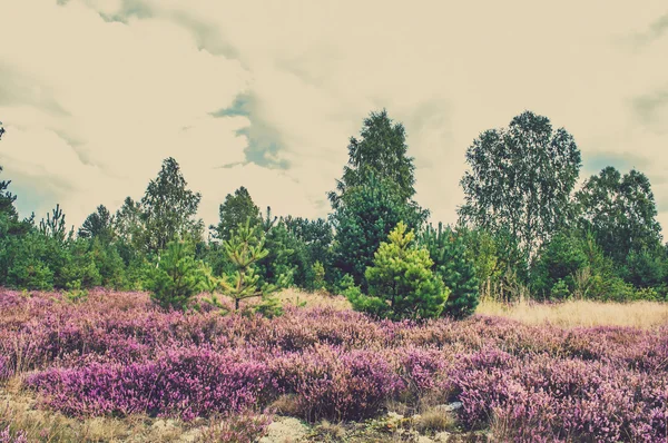 Bela paisagem da floresta com urze florescendo em charneca, foto do vintage . — Fotografia de Stock