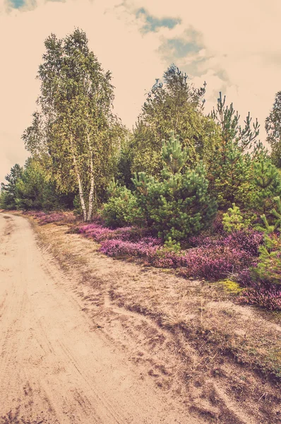 Blühende Heide am Wegesrand, herbstliche Landschaft in Polen — Stockfoto