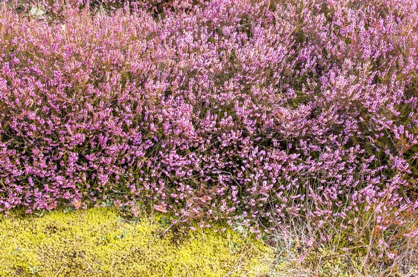 Blommor av heather närbild — Stockfoto