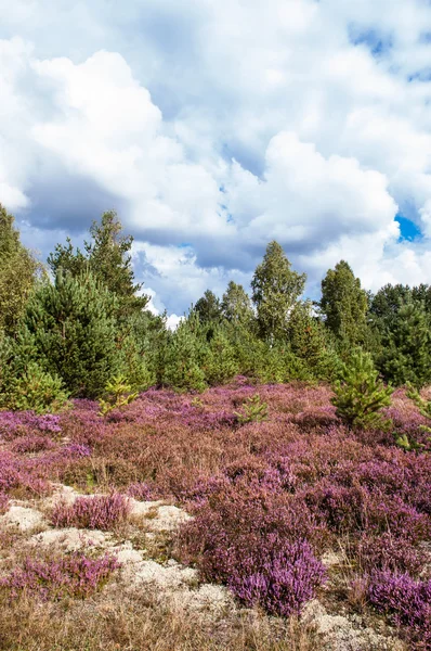 Bloeiende heide in het bos, herfst landschap. — Stockfoto