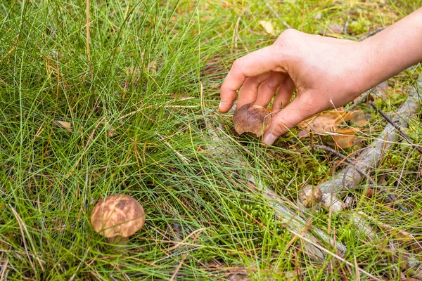Boletus hongo recogido a mano de la hierba en el bosque . — Foto de Stock