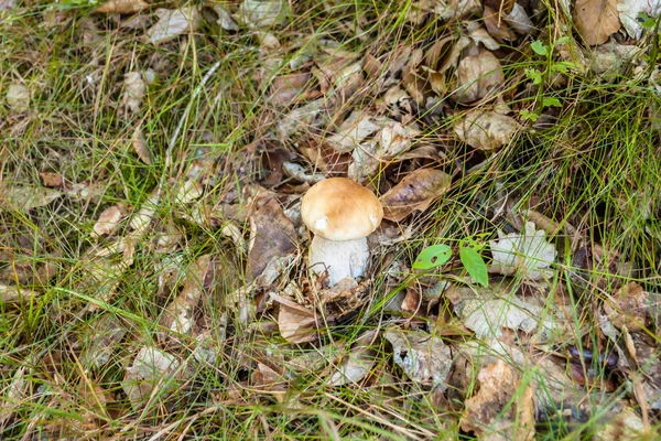 Petit champignon bolet dans la mousse de forêt . — Photo