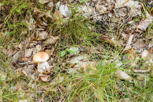 Seta boletus pequeña en musgo del bosque . — Foto de Stock