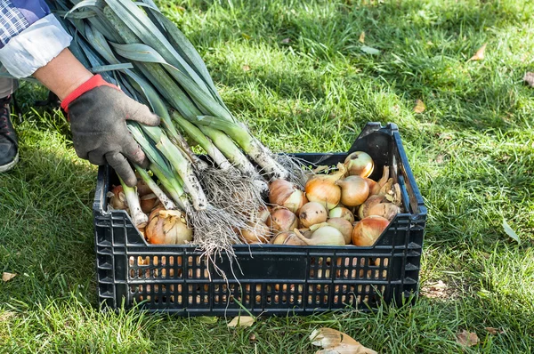 Putting vegetables in the basket. Harvest in autumn garden. — Stock Photo, Image