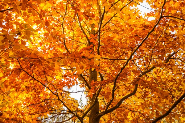 Feuilles orange sur arbre d'automne, fond — Photo