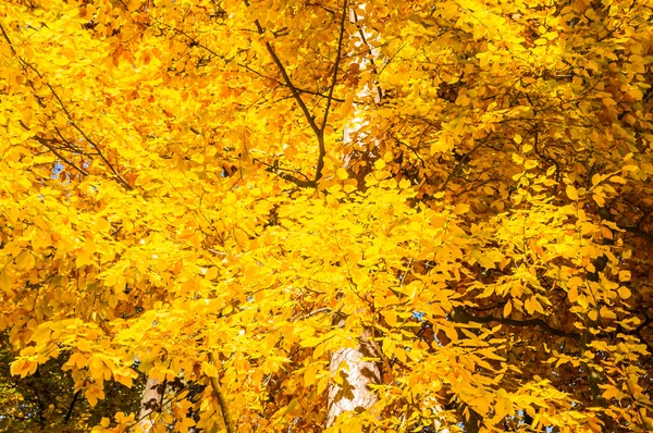 Żółte drzewa z jesiennych liści, gałęzi. — Zdjęcie stockowe