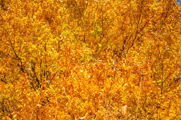 Arbre jaune avec feuilles d'automne sur la branche . — Photo