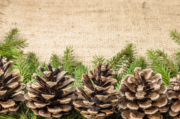 Christmas background with pine cones on Christmas tree branch. — Stock Photo, Image