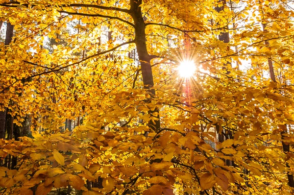 Желтые листья на дереве. Осенние обои . — стоковое фото