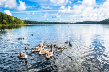 Genç Yüzme kuğular gölde yaz güneşli bir günde, yaban hayatı sahne