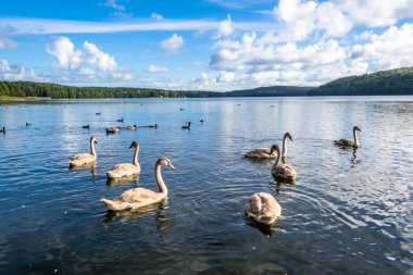Genç Yüzme kuğular gölde yaban hayatı manzara