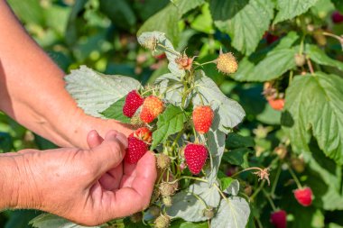 Sezon Bahçe, sonbaharda çalılıkların üzerinden ahududu meyve toplama eller hasat