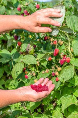 Ahududu toplama, Sonbahar sezonu, mevsimlik çalışma çiftlikte hasat eller