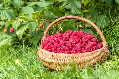 Taze ahududu sepeti, ahududu çalı Bahçe, sonbaharda hasat sezonu