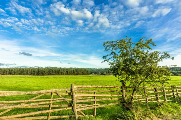 Árbol solitario en campo verde cerca de camino de tierra, escena rural, paisaje rural —  Fotos de Stock
