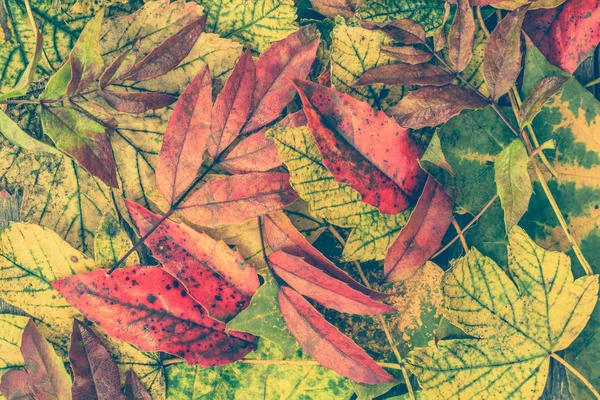 Fondos de otoño con hojas caídas de colores, papel pintado de otoño — Foto de Stock