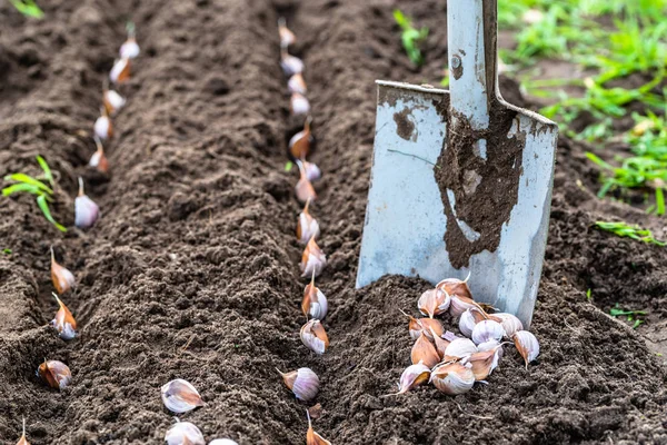 Planting garlic in the vegetable garden. Autumn gardening. — Stock Photo, Image