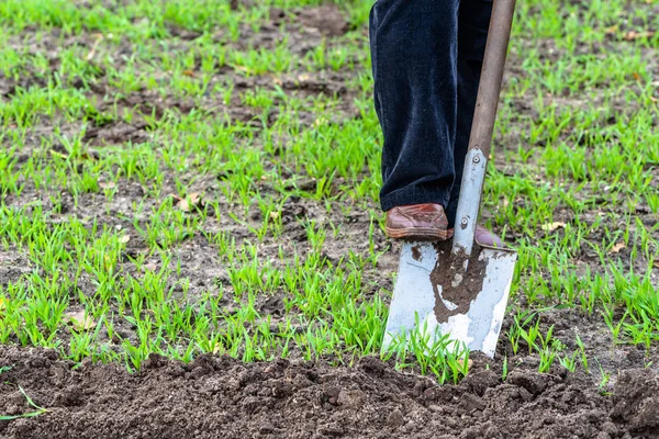 Культивация сада, рытье почвы лопатой, подготовка к посадке весной — стоковое фото