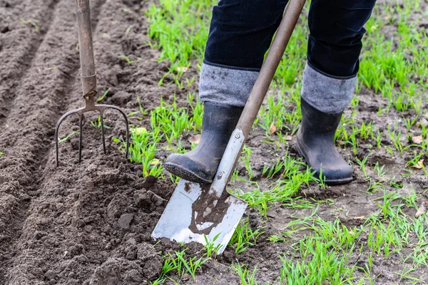 Bauer in Gummistiefeln wühlt mit Schaufel im Garten. Vorbereitung des Bodens für die Pflanzung im Frühjahr. Gartenarbeit. — Stockfoto