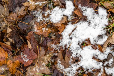 İlk kar düşen yapraklar sonbaharda erime