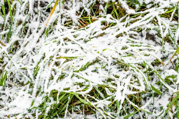 Hierba en la nieve, campos en invierno o deshielo de primavera — Foto de Stock