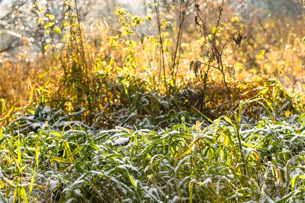 Primera nieve sobre hierba en otoño o principios de invierno mañana soleada — Foto de Stock