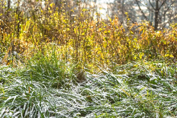 Trawa w śniegu w zimie lub topnienia wczesną wiosną, ubijały — Zdjęcie stockowe