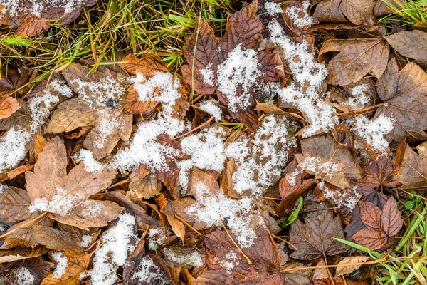 在树叶上融化的雪, 冬天的开始或春天的解冻 — 图库照片