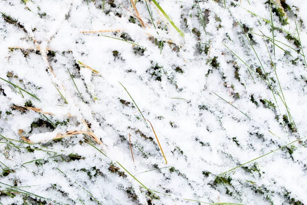 Witte gras, sneeuw smelten in de lente of vroege winter, ontdooit — Stockfoto