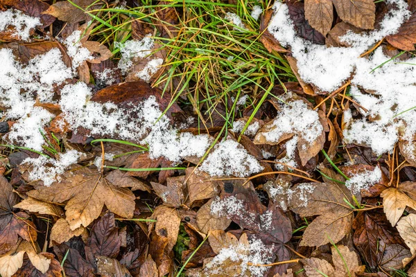 Ontdooien van sneeuw op Bladeren, het begin van de winter of in het voorjaar ontdooit — Stockfoto