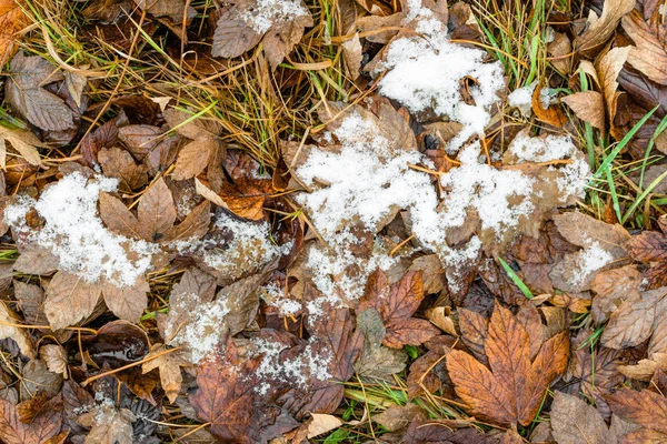 Derretimiento de nieve sobre hojas caídas, principios de invierno o deshielo en primavera —  Fotos de Stock