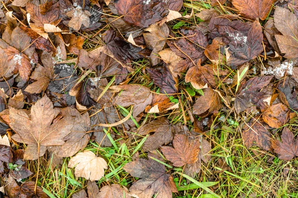 Nieve derretida en las hojas en otoño —  Fotos de Stock
