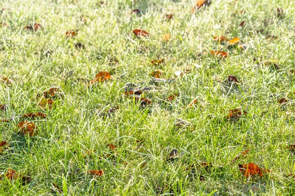 Vorst van de grond in de ochtend, bevroren gras smelten in de su — Stockfoto