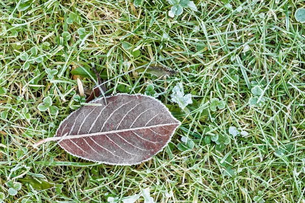Замороженный лист на траве, мороз по утрам — стоковое фото