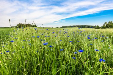 Mavi Peygamber Çiçeği alan yatay yaz yeşil çim ile