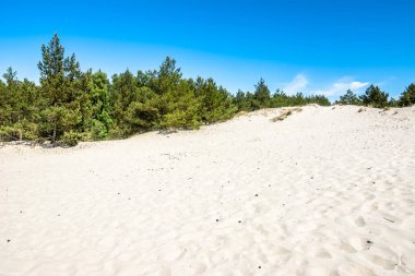 Güzel deniz dunes, beyaz kum ve çam ormanı yaz aylarında manzara